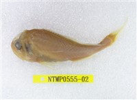 藏品(棘頭梅童魚)的圖片